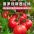 普罗旺斯孕妇水果--沙瓤西红柿（大果）带箱6斤